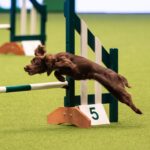 Introduction to Agility - 5 Week Block - Thurs 10th September 2026