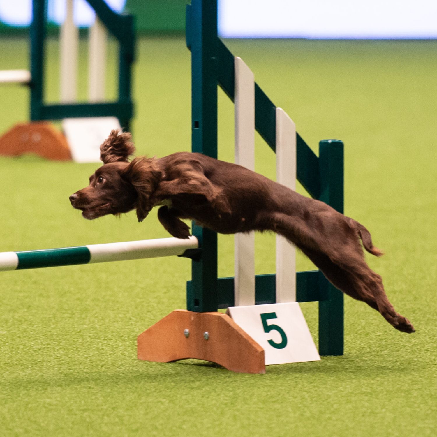 Introduction to Agility - 5 Week Block - Thurs 7th January 2027